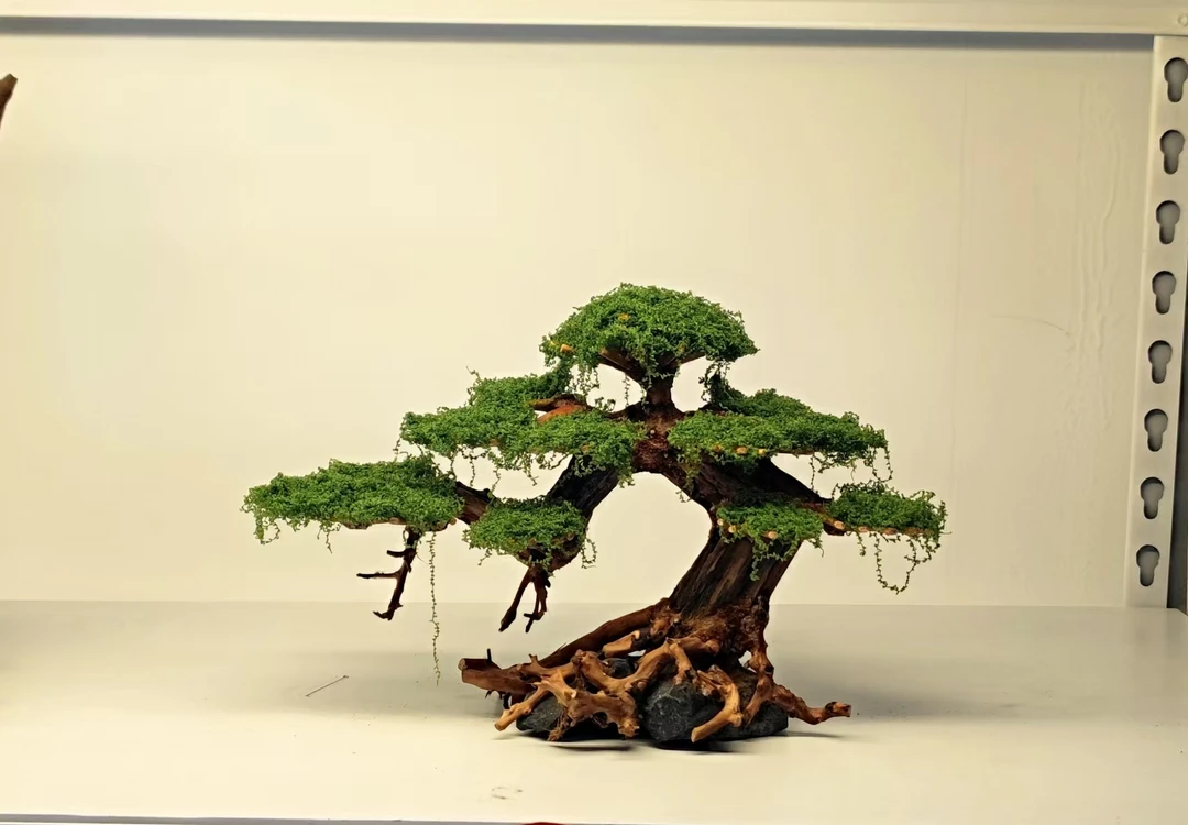 直播间一物一拍莫斯树骨架