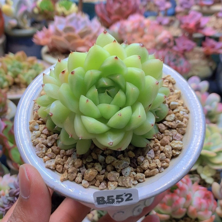 一物一拍含盆土满38包邮B552