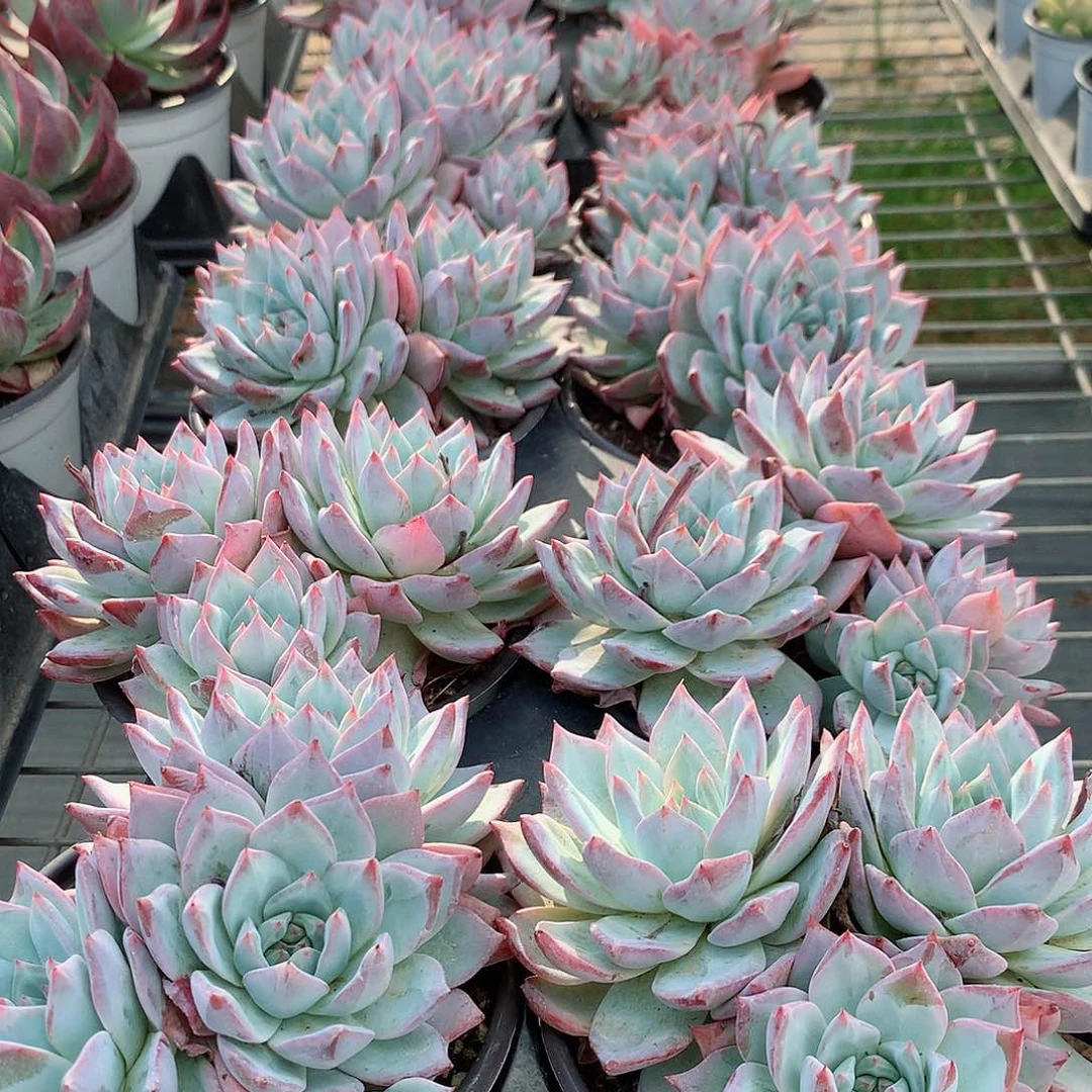 粉蓝鸟大群7784454555555