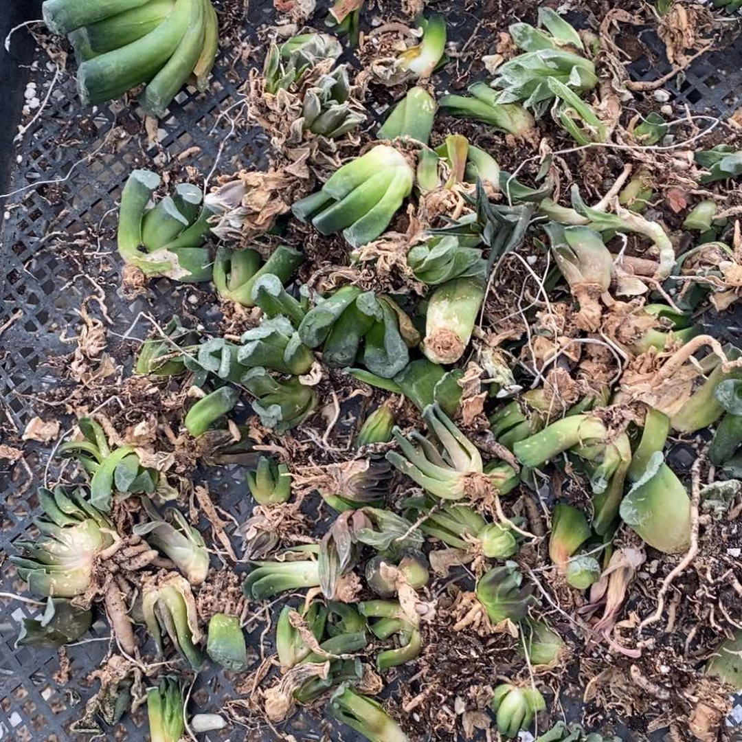 2614 一颗实生 这筐里随机一颗 开盲盒福利