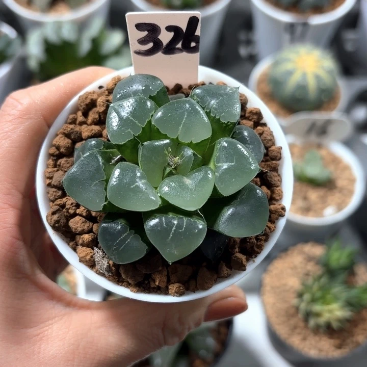 白盘姬翠寿多肉植物