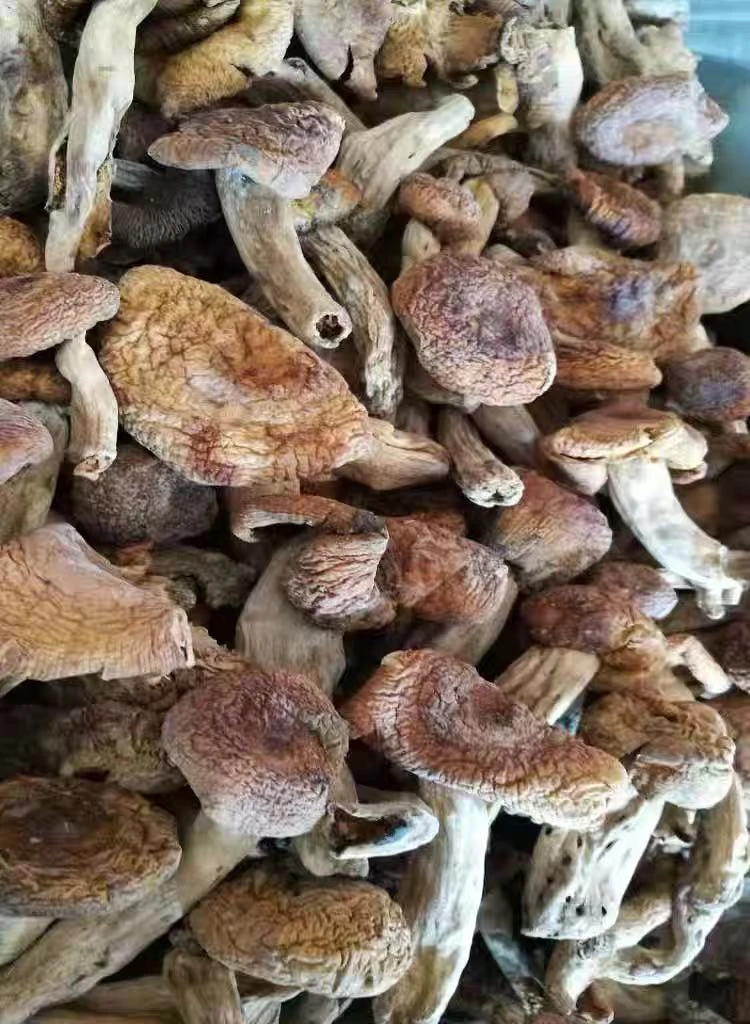 贵州野生干菌【油辣菇500g】适合爆炒不宜煲汤