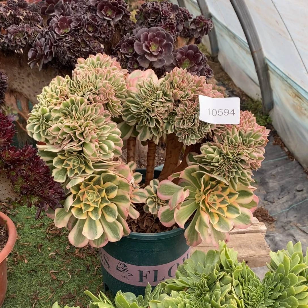 粉女巫缀化1颗多肉10594号