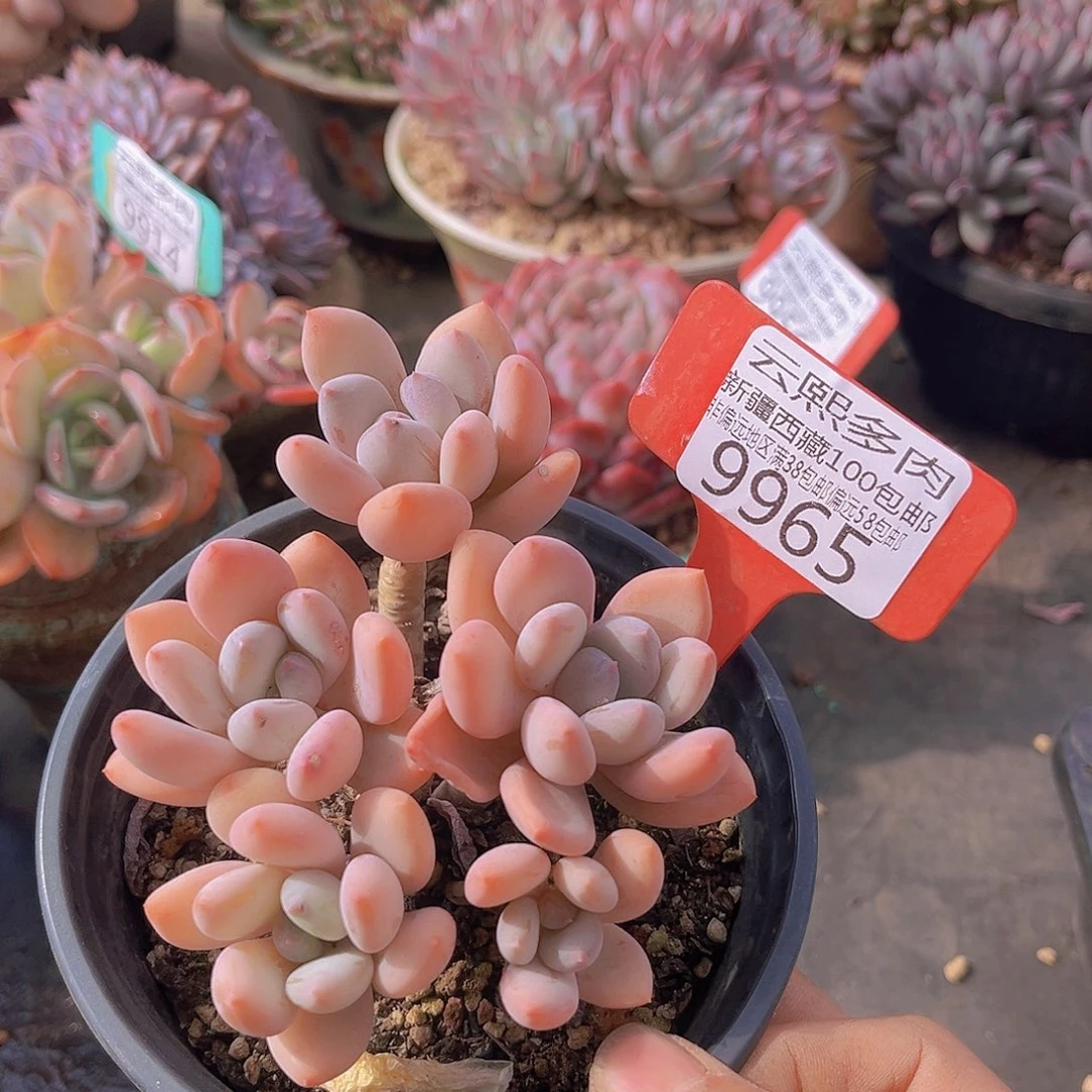 9965珍舞美人多肉植物