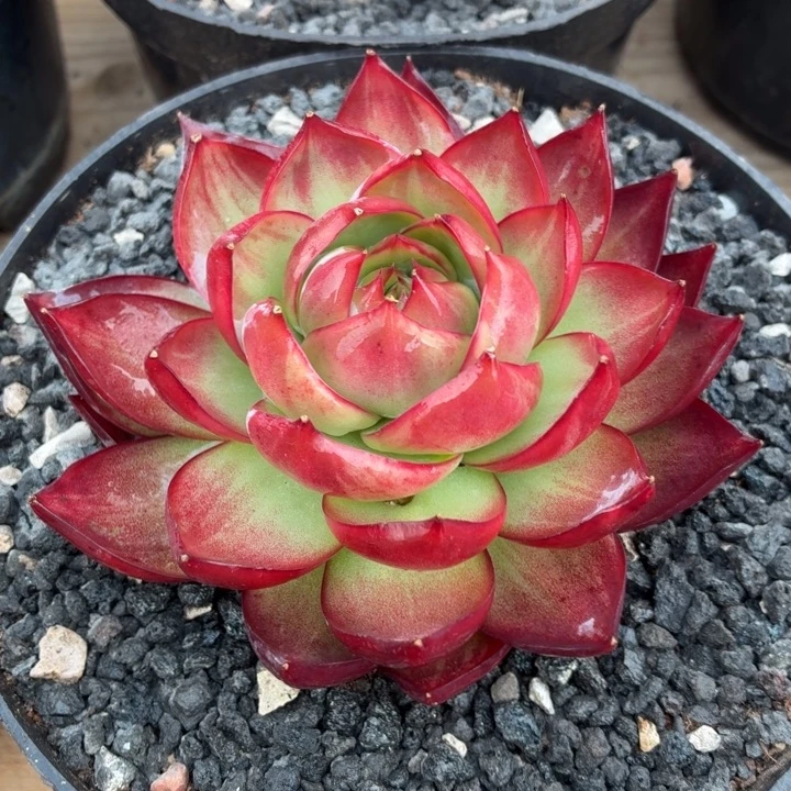 多肉植物惊鸿福利