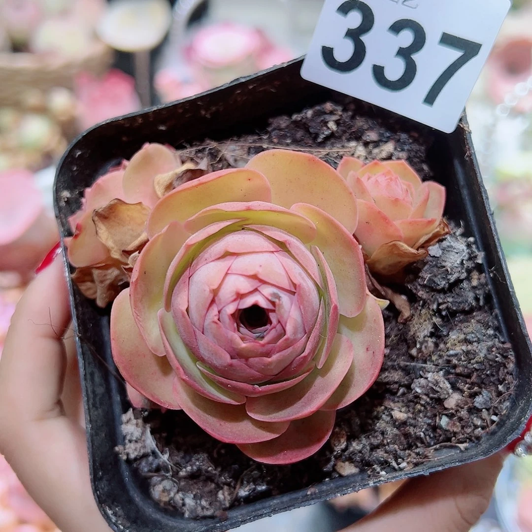 337彩晶群。