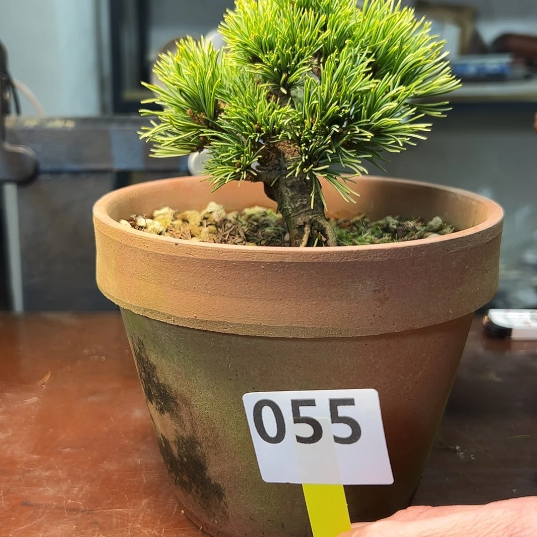 无花朵明星五葉松