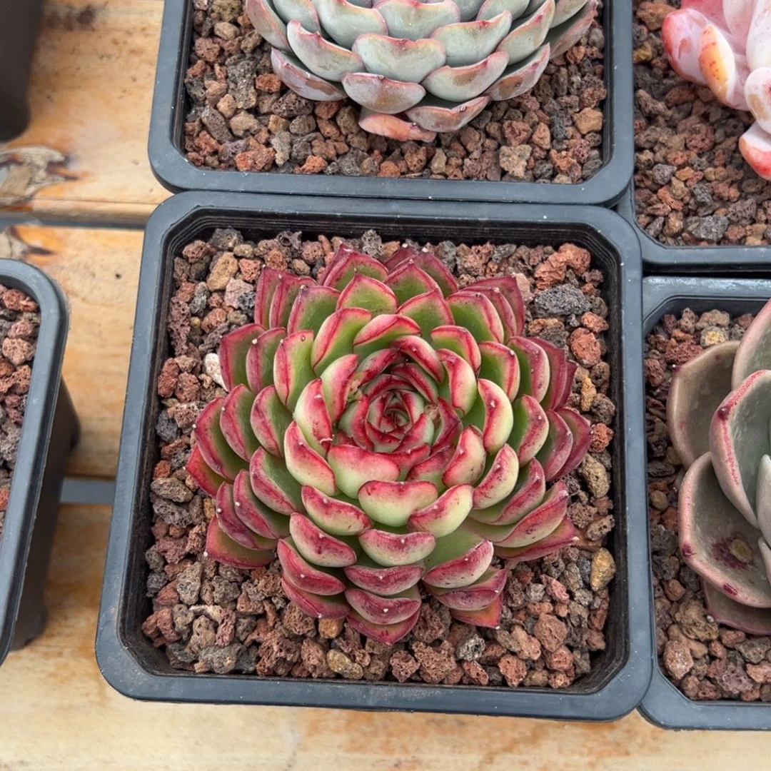 多肉单头萤火虫【非偏远满18包邮】