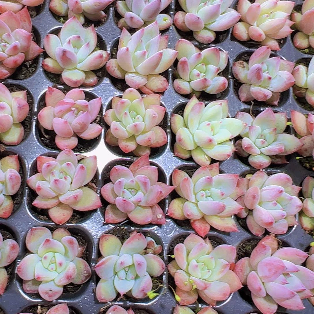 北极熊5个19包邮多肉