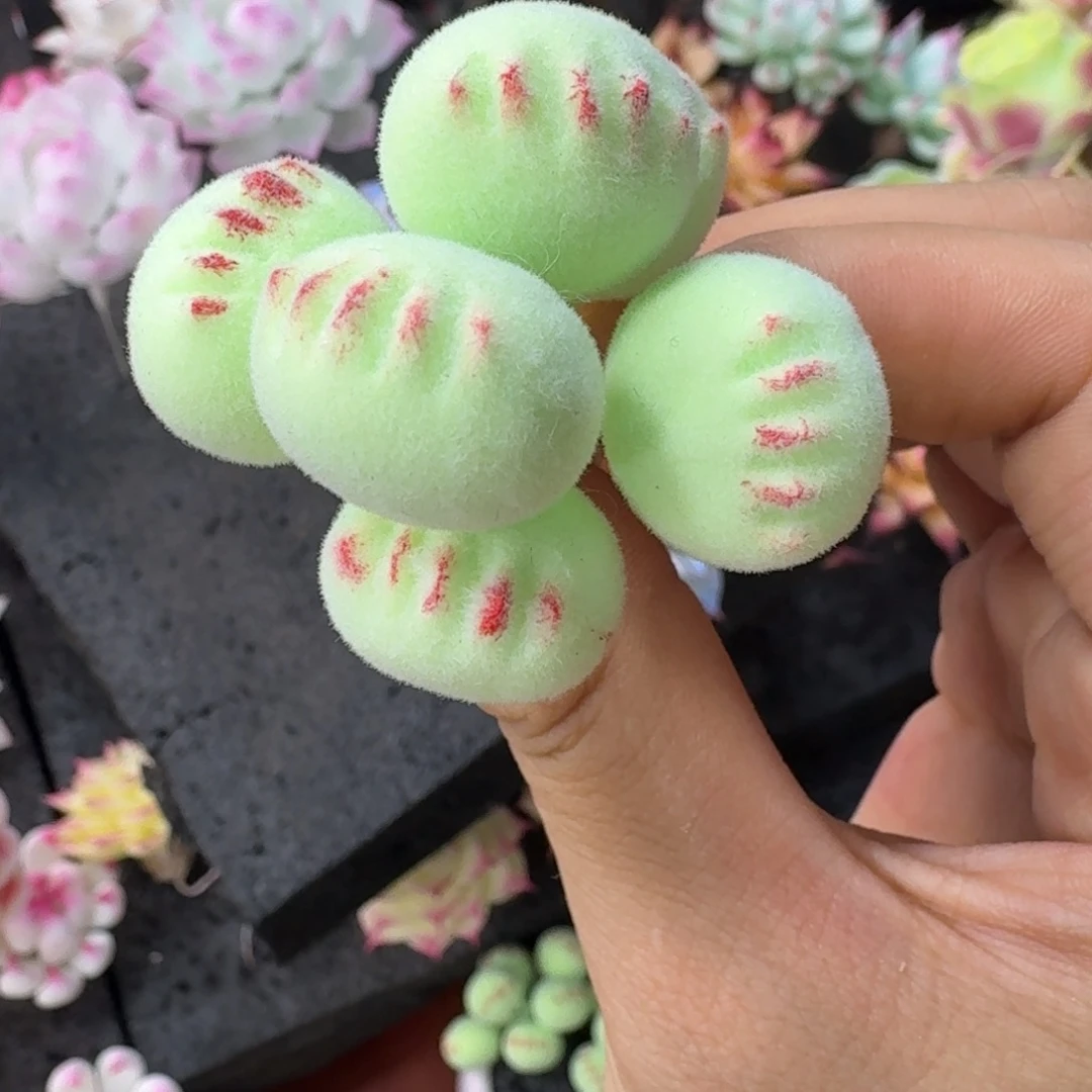 树脂818号哦哦哦哦哦哦哦