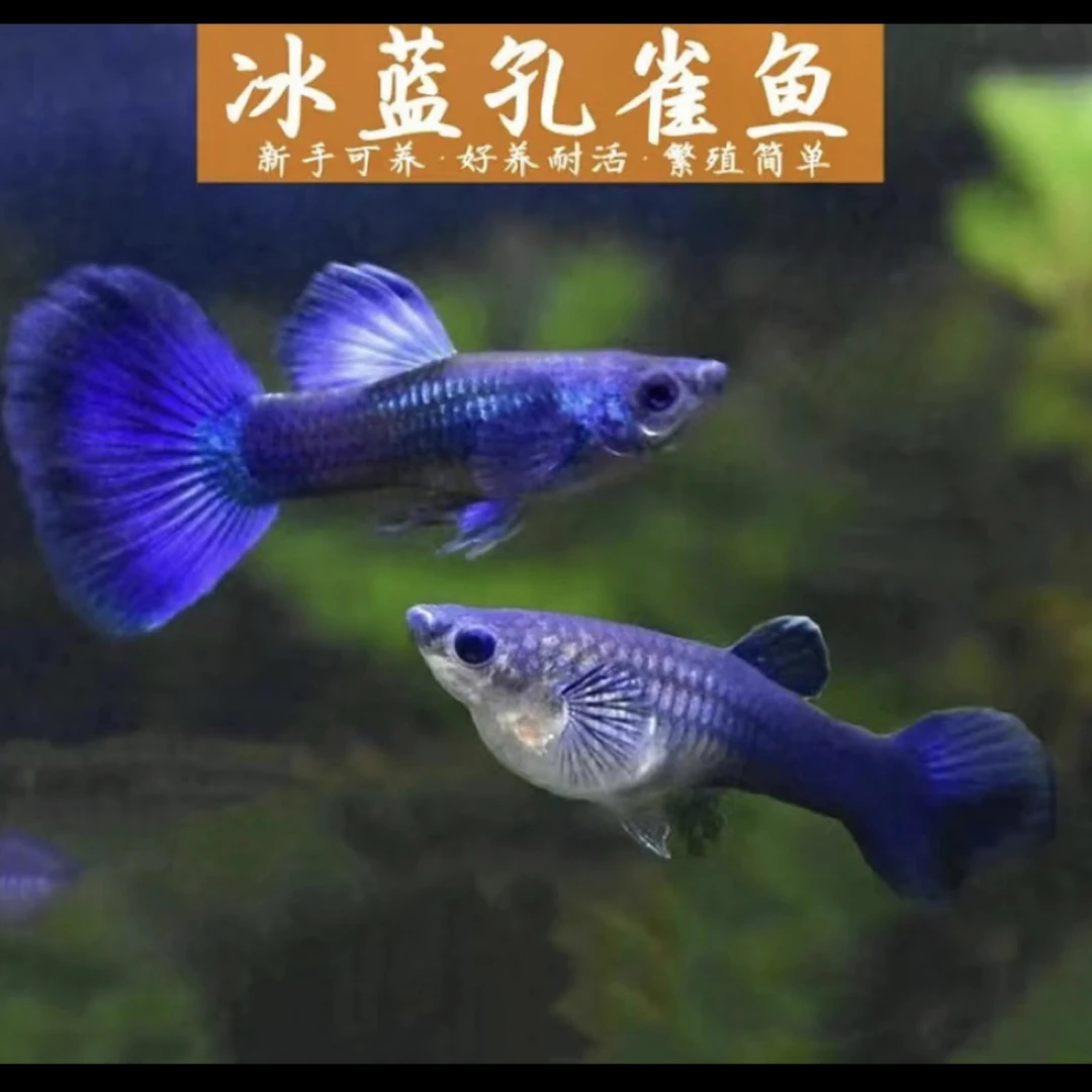 精品观赏鱼 小冰蓝