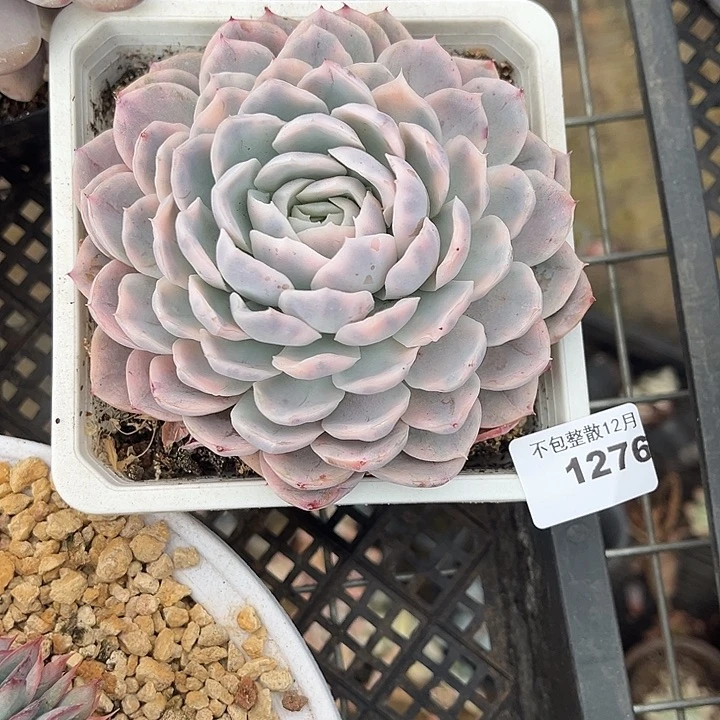 阿雅园艺。       1276雪球锦