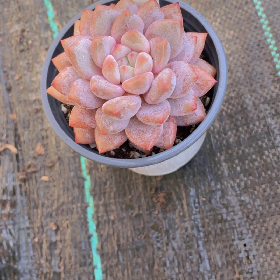 503号 大单头精品半夏一颗多肉