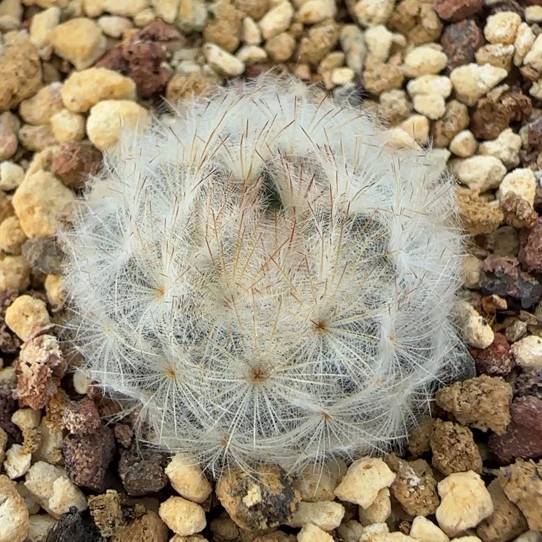 2.4厘米实生鹤立羽白星多肉