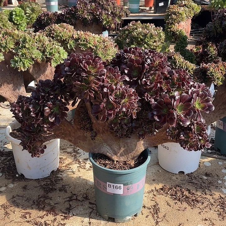 B166欧紫缀化78-1脱土包邮