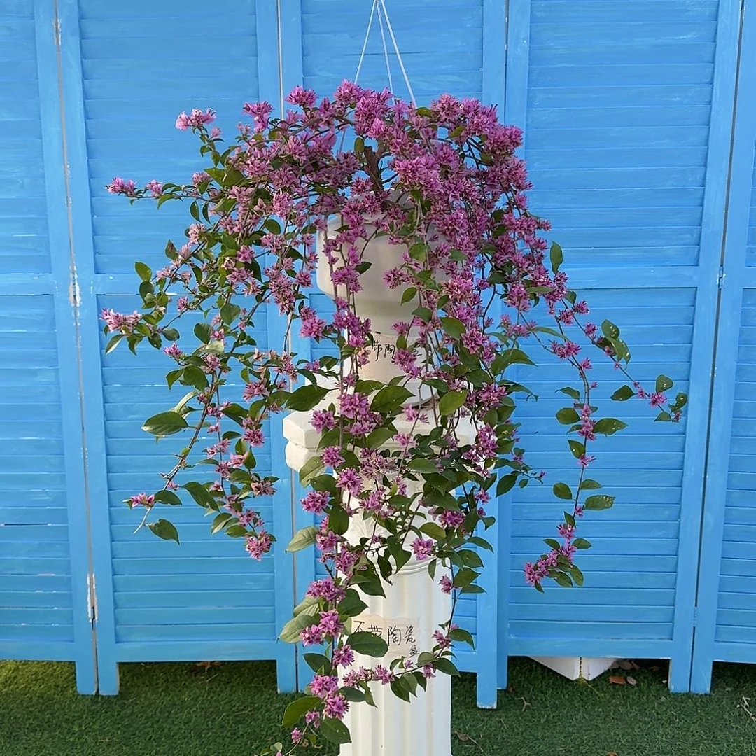 完全开放三角梅粉星星勤花品种