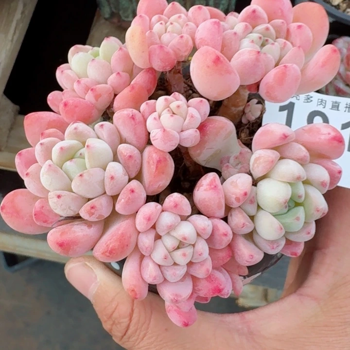 粉爪优选         精控精养多肉植物