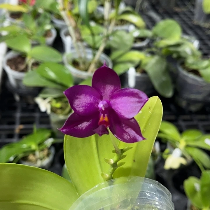 完全开放2.5寸杯BK H 2243