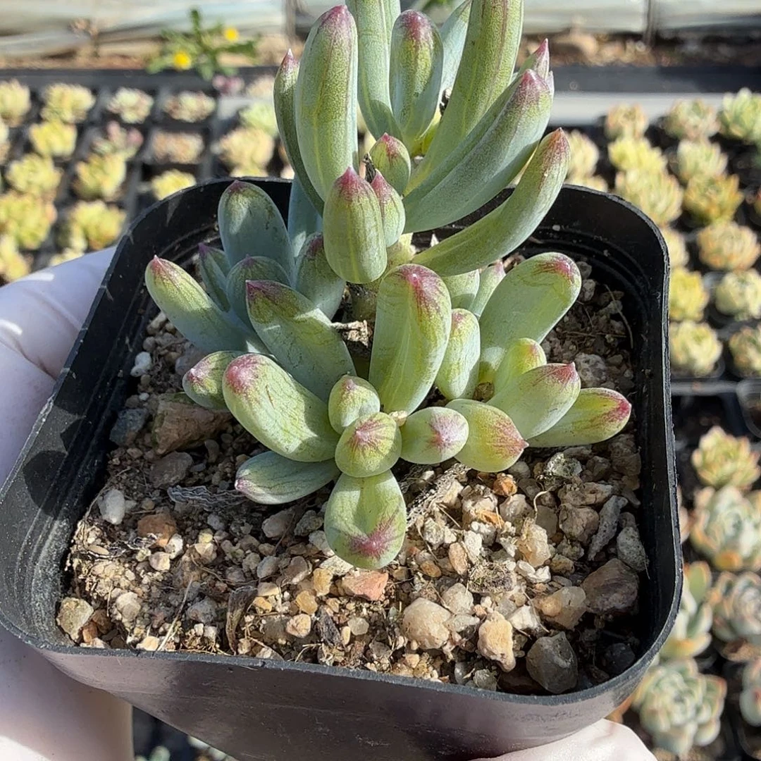 随机发无砍蓝松满20包邮