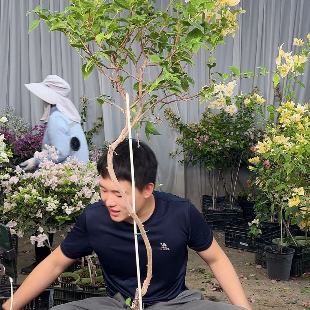 艳***大部分花苞少量开放B99苏瓦娜