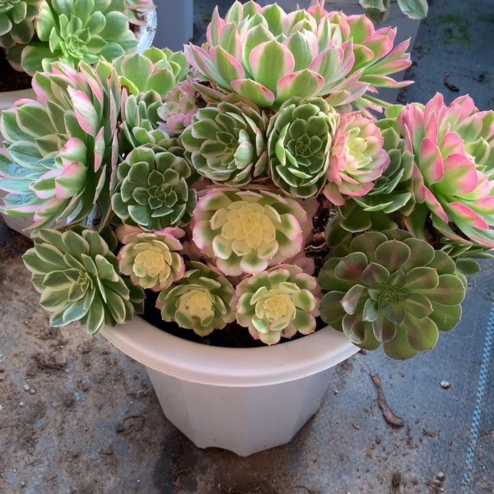 肖***玲不包损157号海王老桩