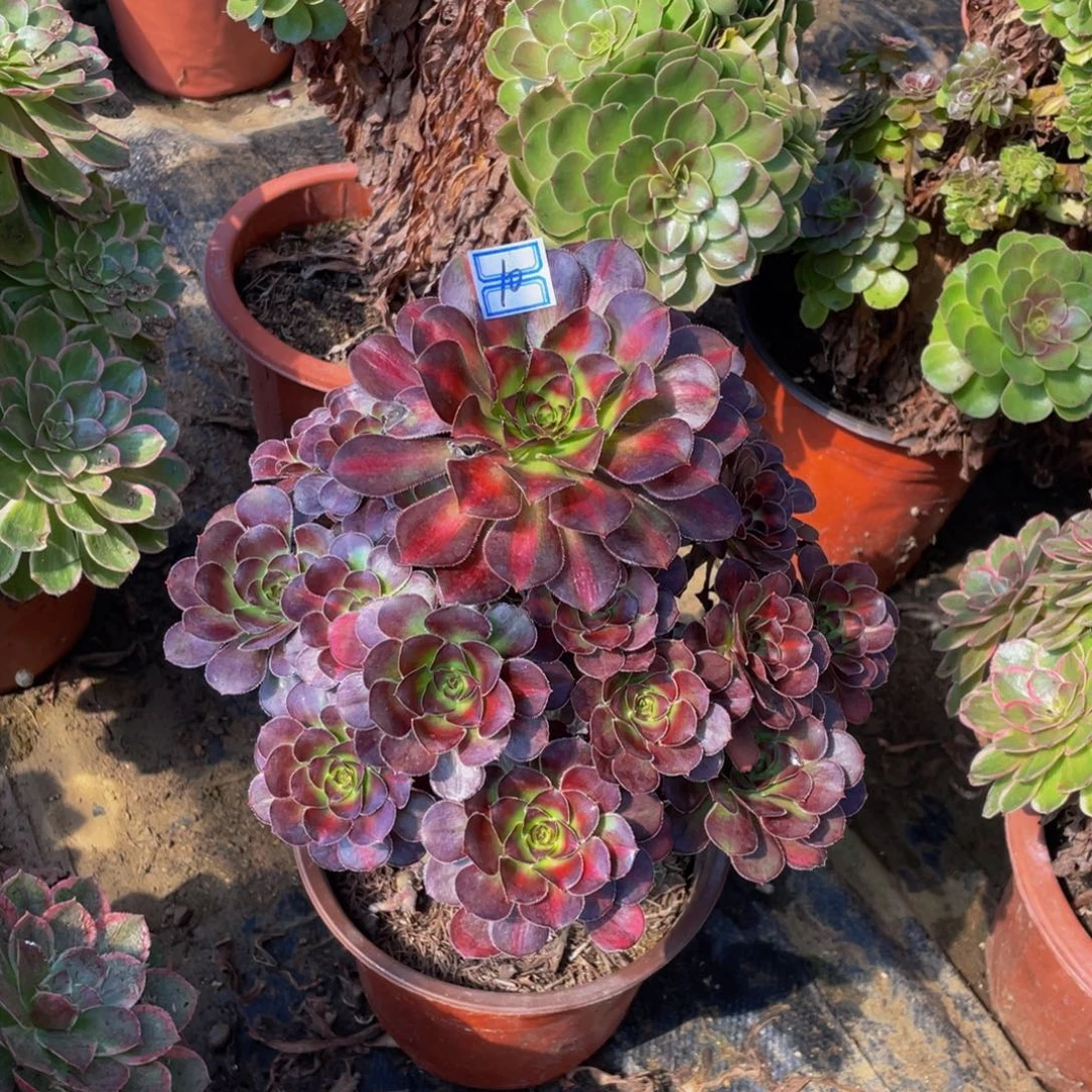 10鲜花老桩晚霞10鲜花