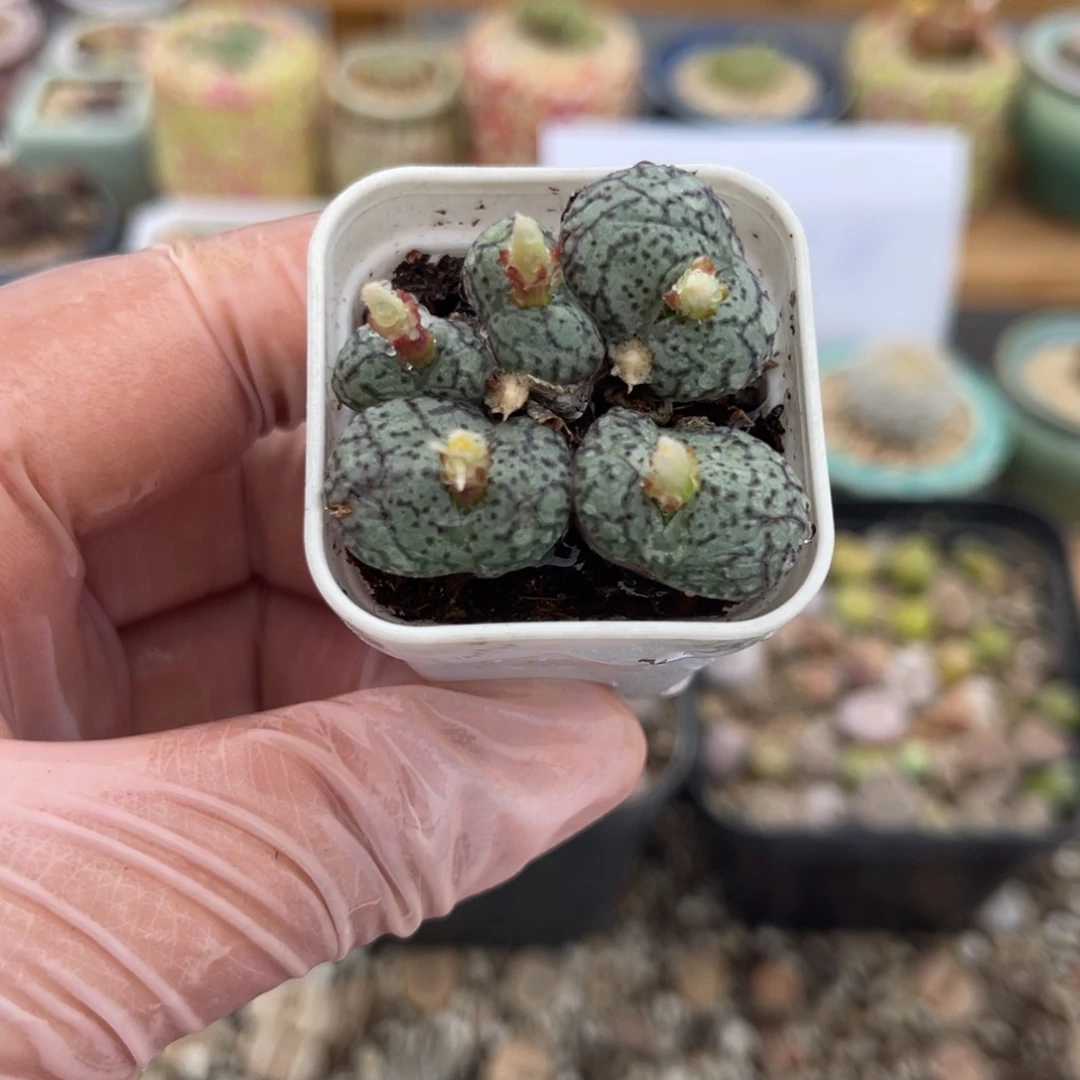 多肉植物一物一拍42