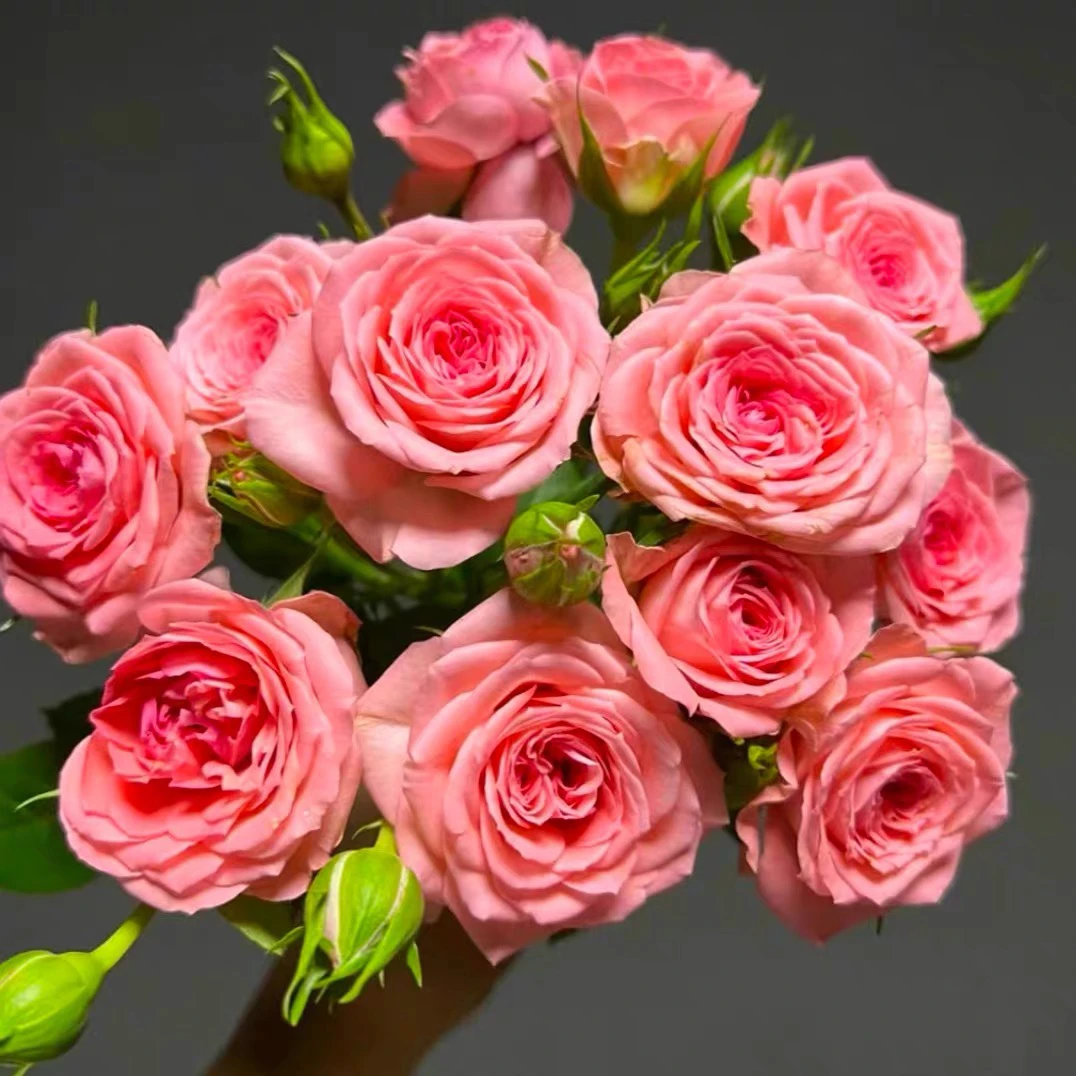 欧洲玫瑰月季(仙度瑞拉)盆栽带花苞多季阳台庭院花卉植物叶片