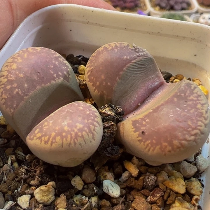 多肉植物百科3695