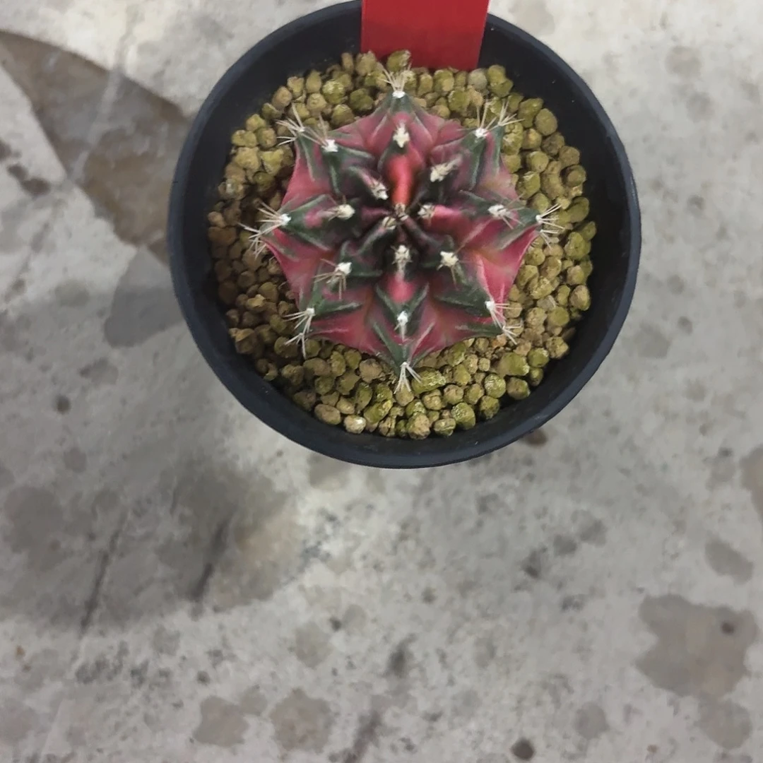 ****师L559-1110广东发货 抵扣