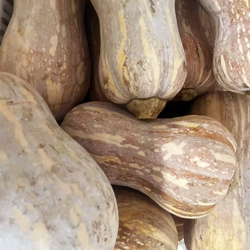 （冲销量）农家蜜本花生南瓜小巧南瓜老南瓜粉南瓜老品种南瓜蜜本