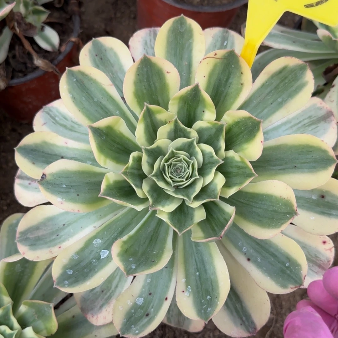 4143--+香炉盘白锦多头多肉