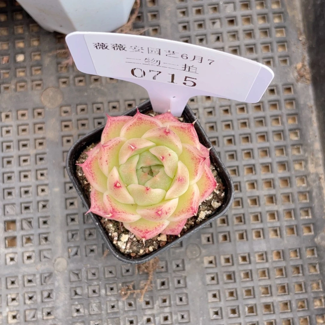 薇薇安园艺多肉0715