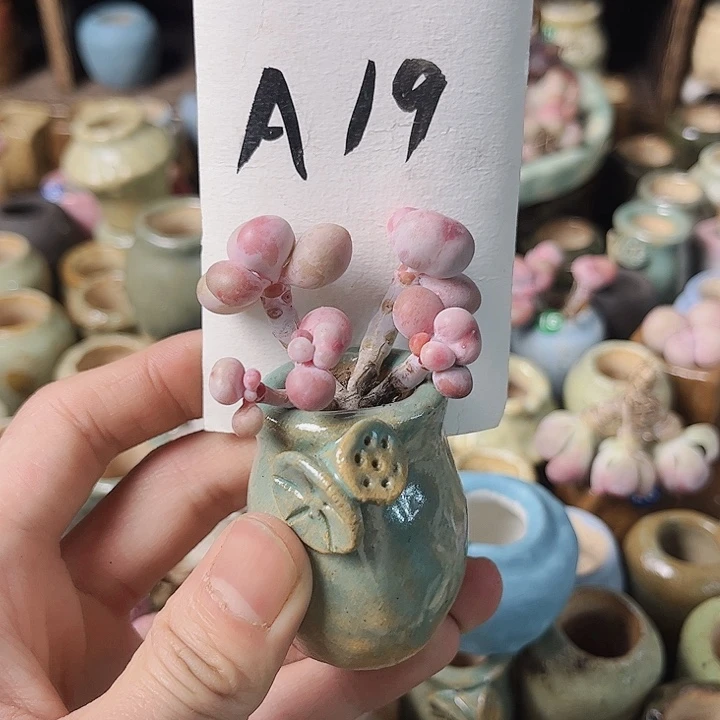 红陶用****319名密密麻麻密密麻麻吗
