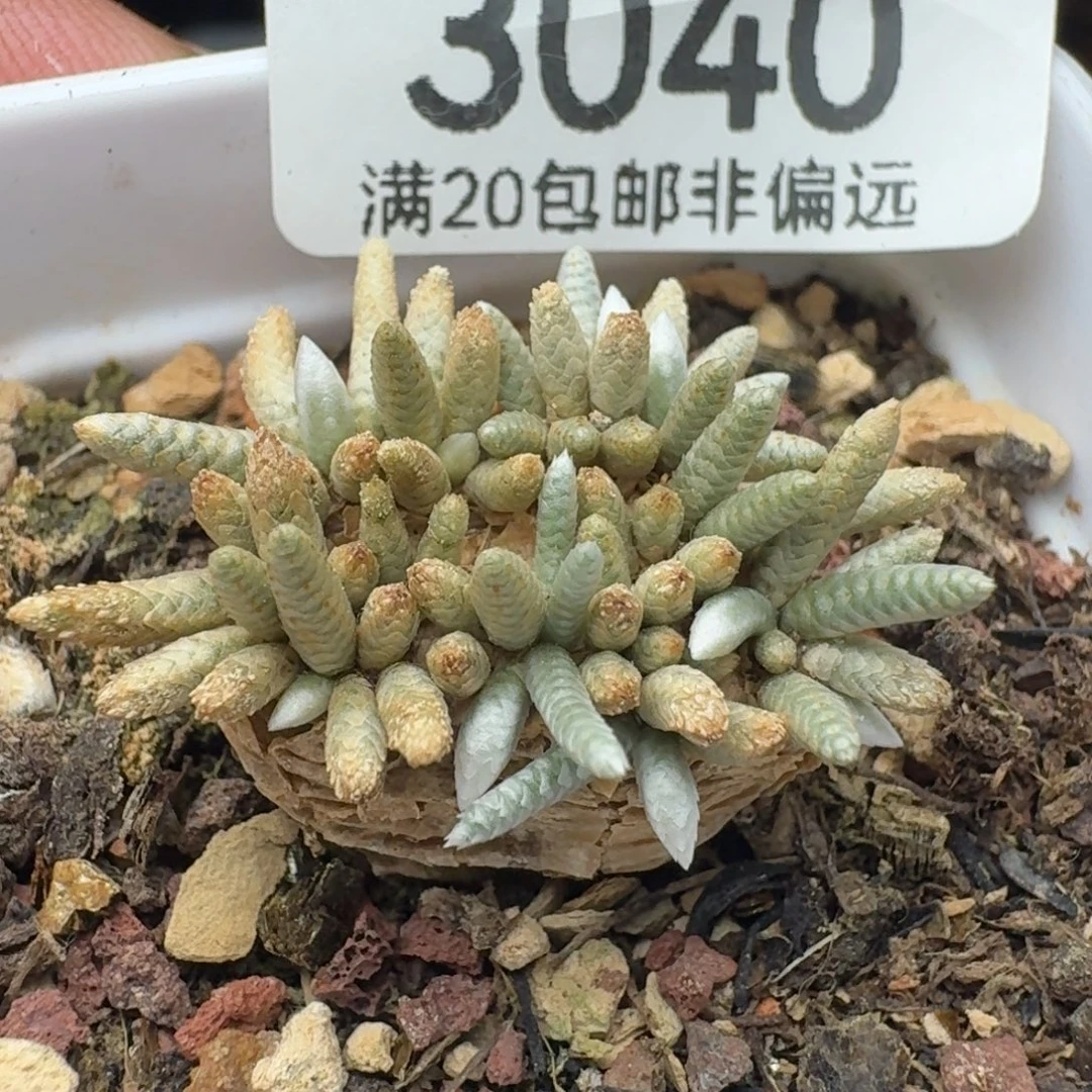 红花韧锦带盆土。