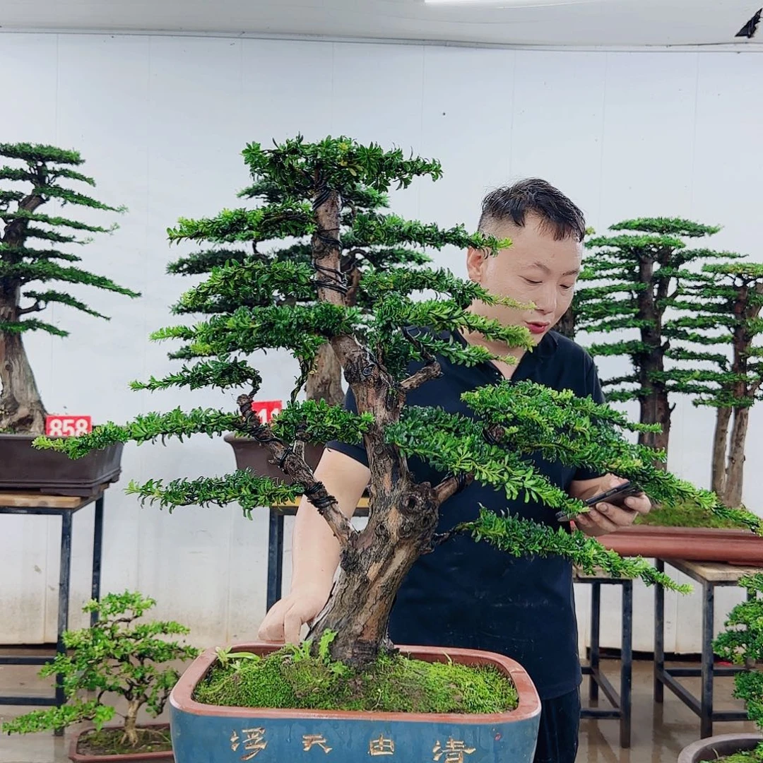 明***言无花朵盆景园林……
