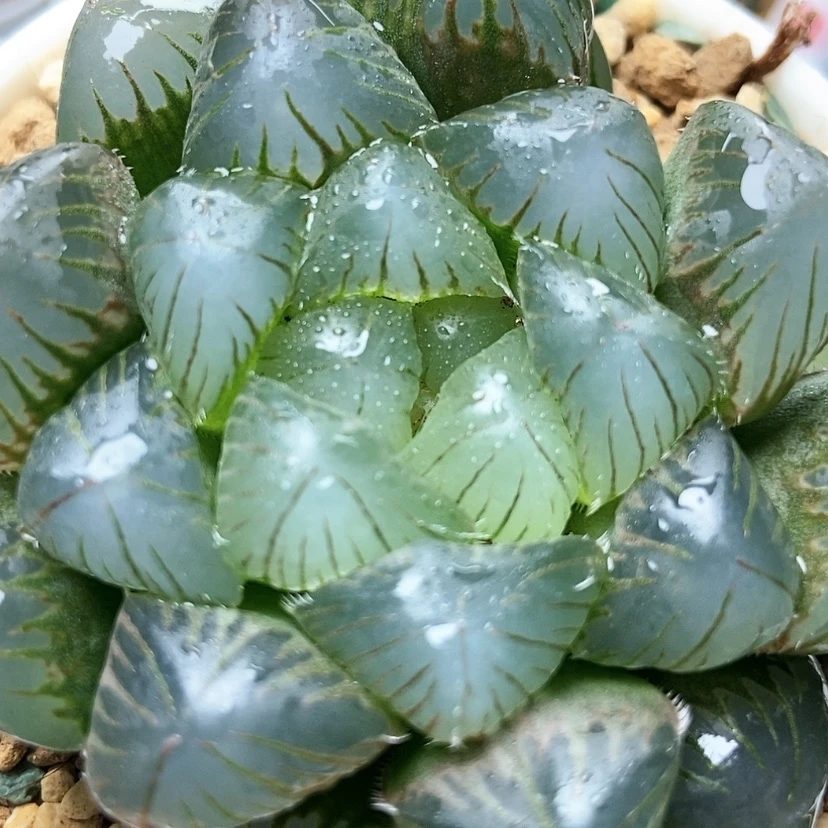 【闪购商品】我****?紫镜41