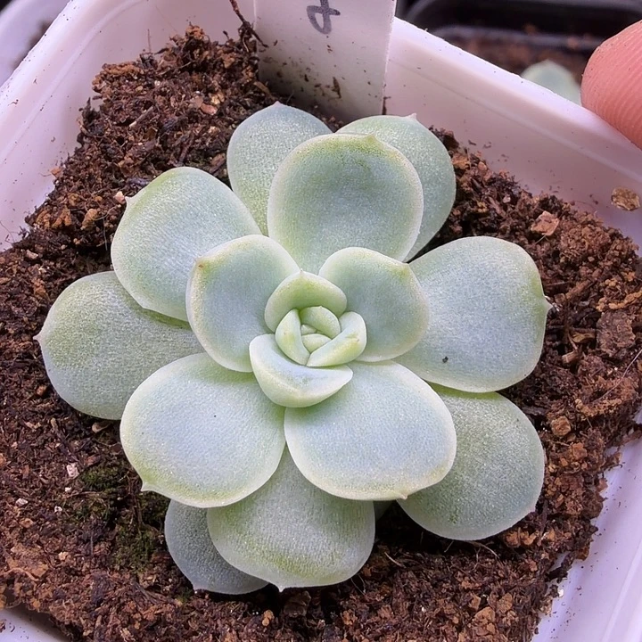 椰子冻五公分盆口