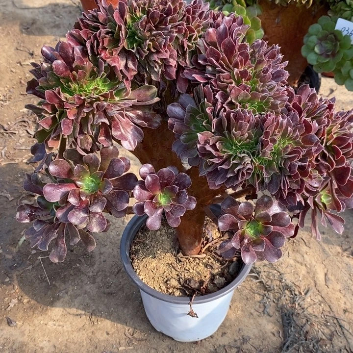 欧紫缀47多肉植物法师法师法师