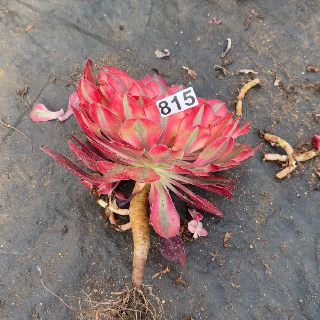 815多肉植物爱丽丝有砍特价杆弯