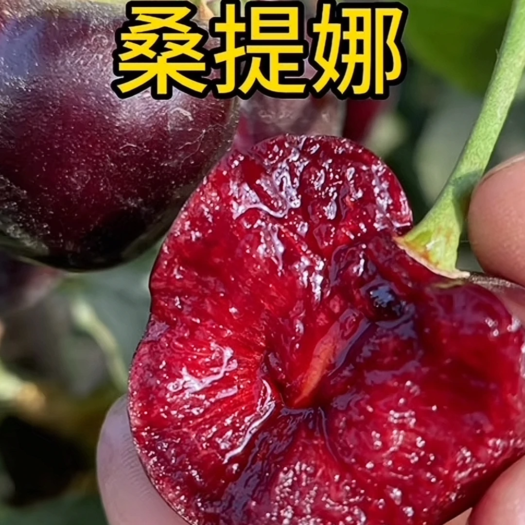 【张班长】正宗对版车厘子树苗【2-2.5厘米】自花授粉5棵组合