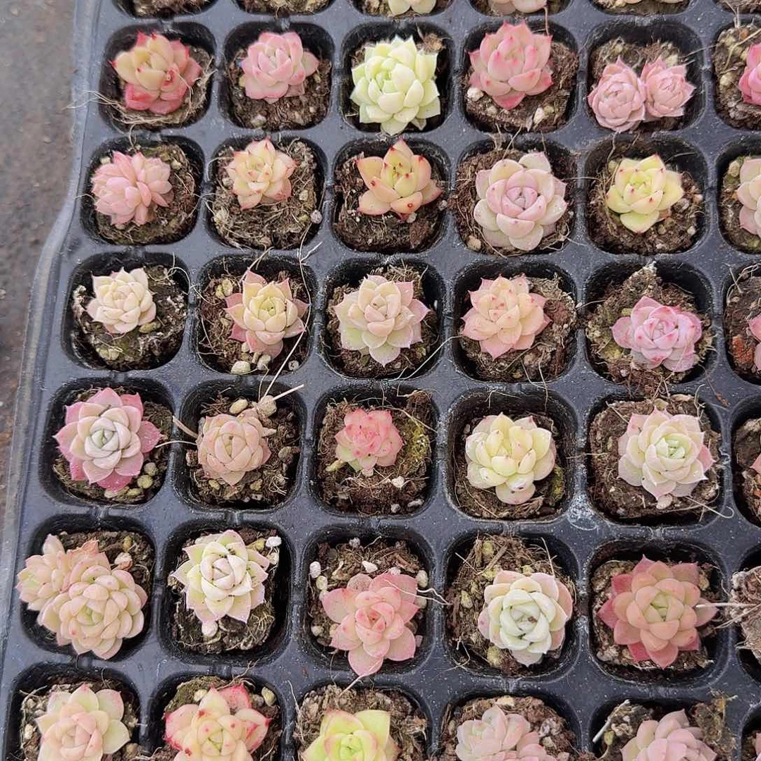 直播福利一物一拍113