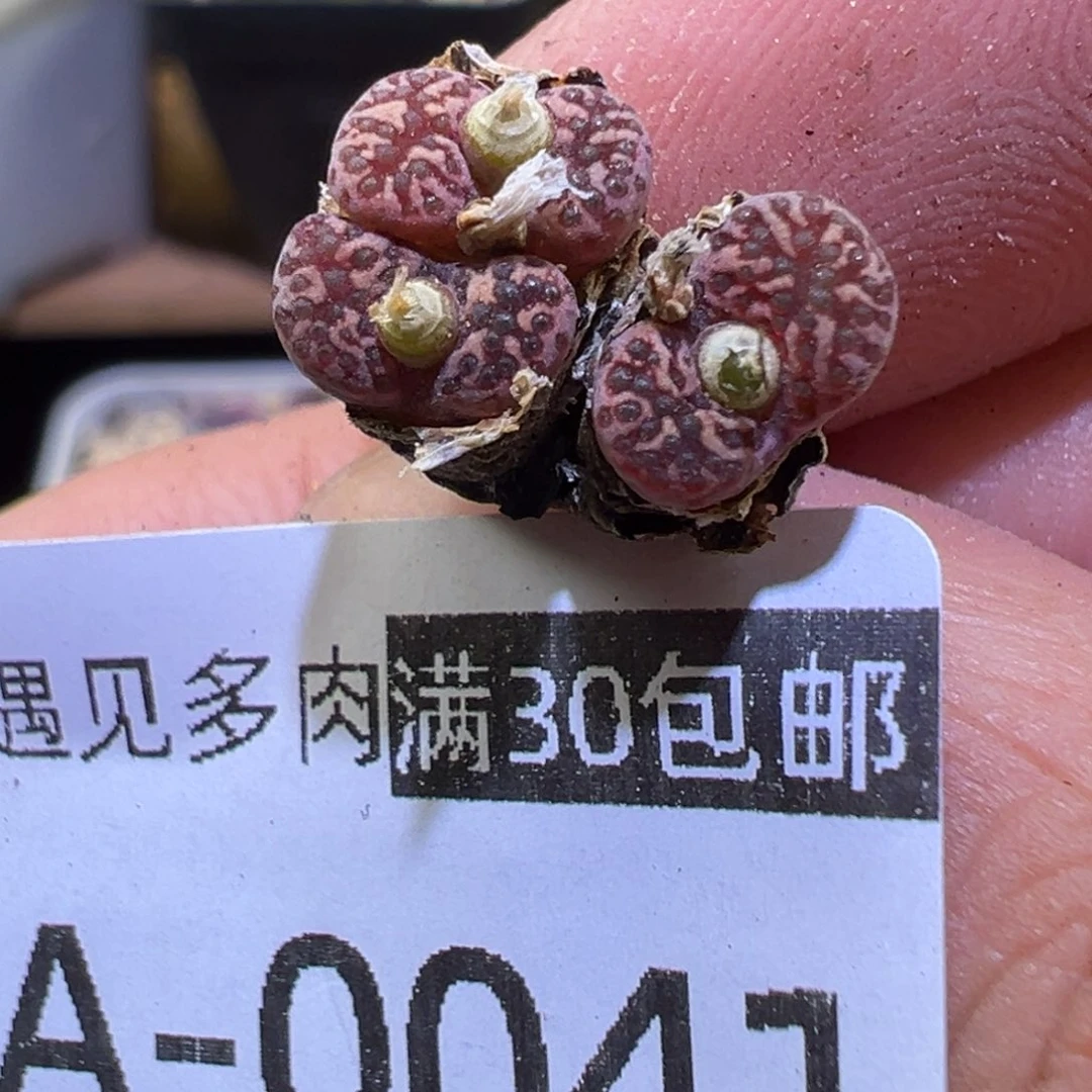多肉植物111111111111