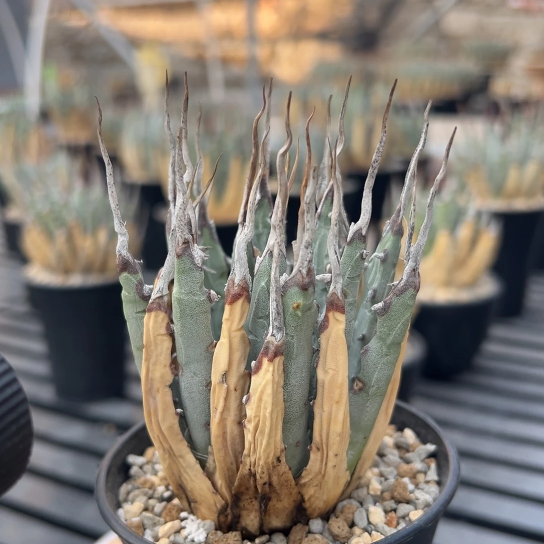 无花朵妖炎熟桩带盆 8折价 白色长粗曲