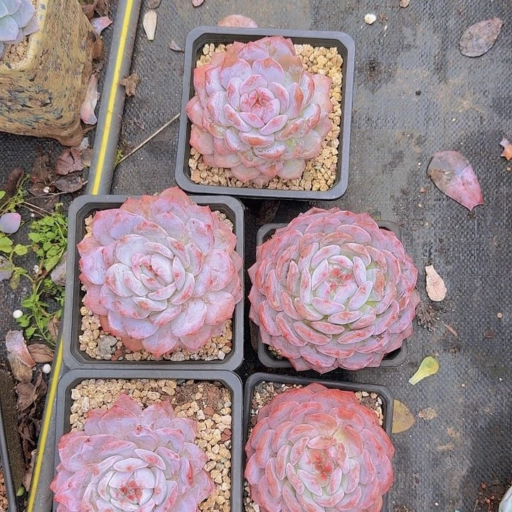 花掌柜精神杂交多肉