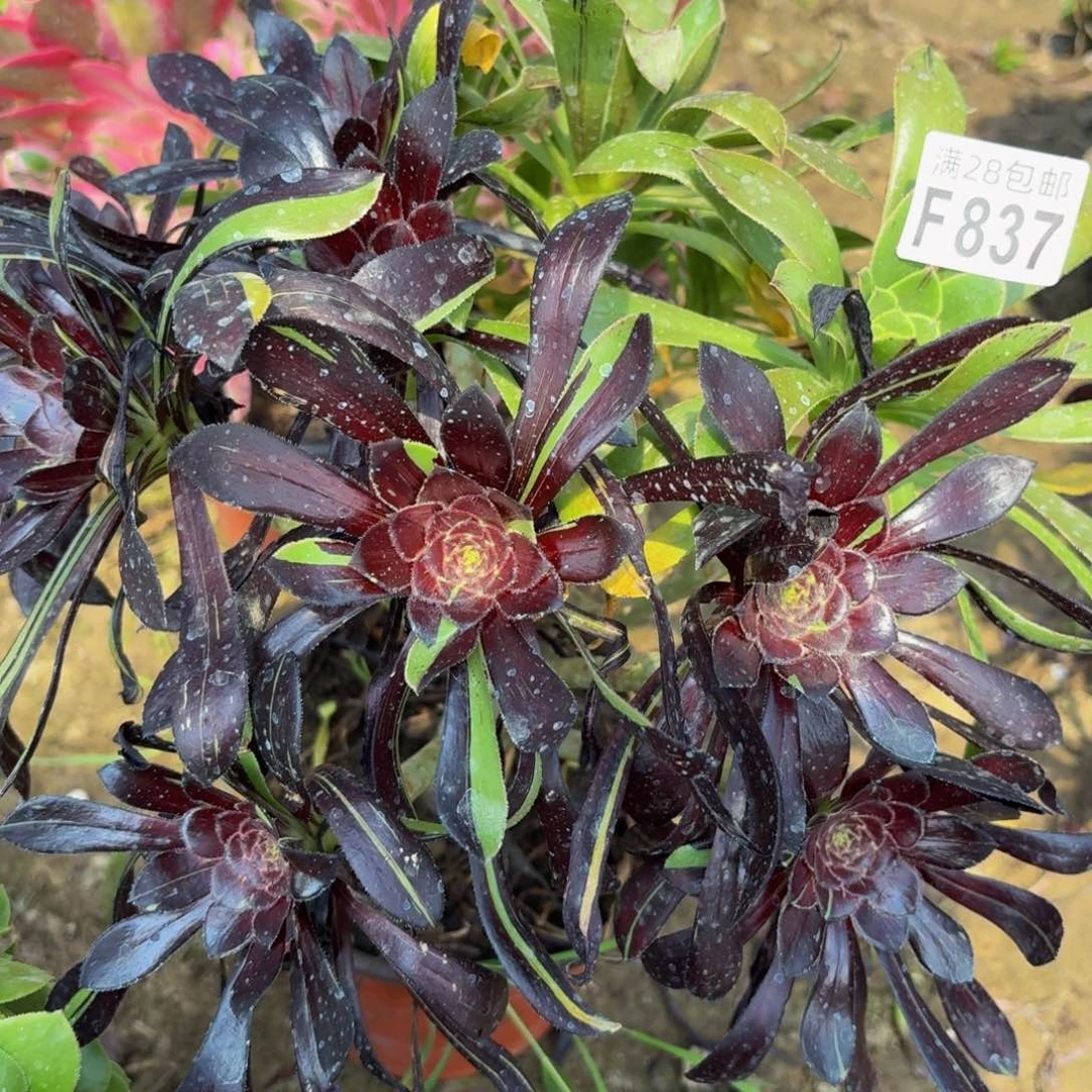 无花朵837多肉植物捧花的