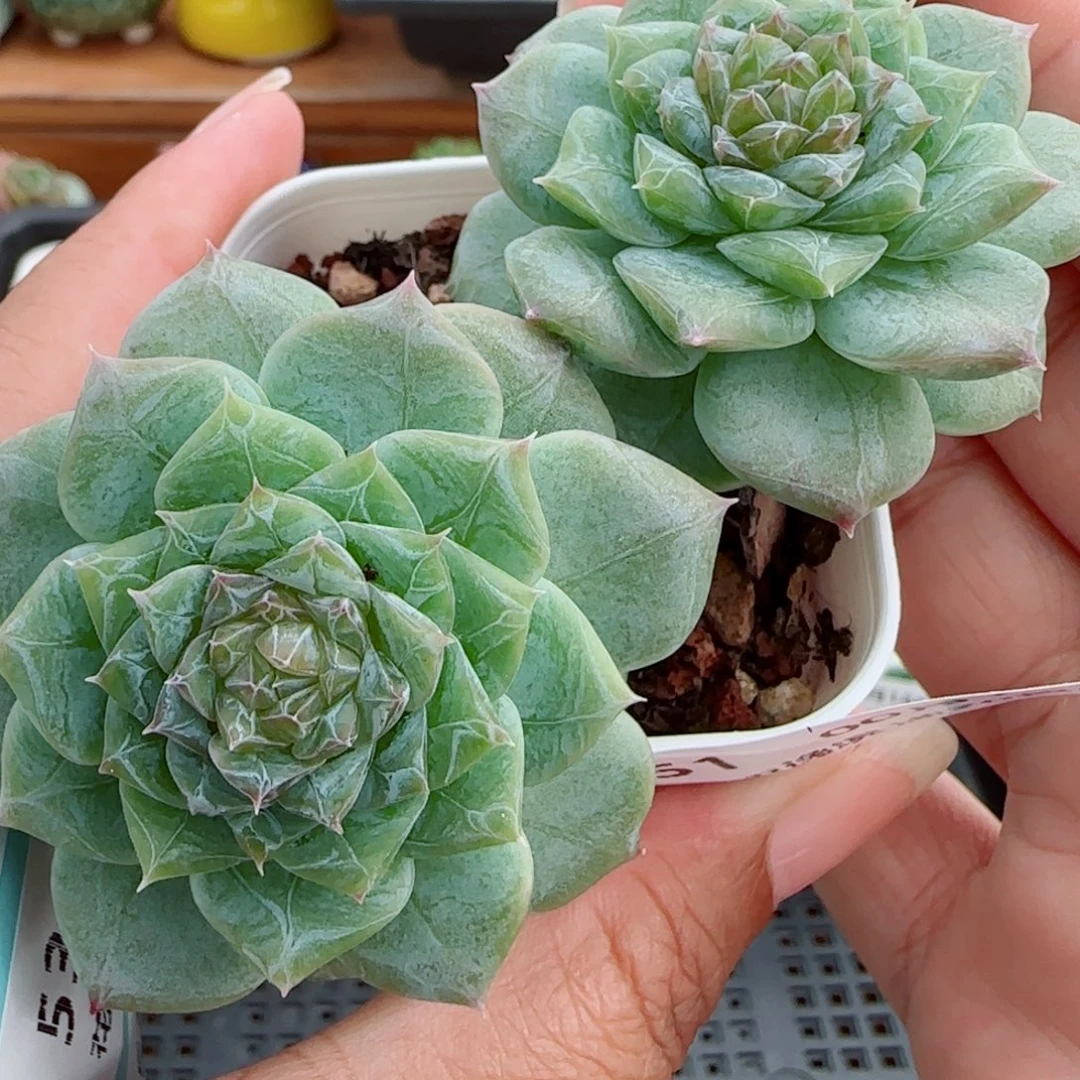 花语逸镜0018-51糖心整
