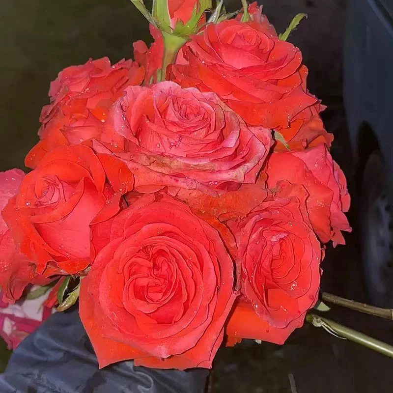 静静的花园【桑塔纳】月季 丹陶 灌木大花 橙红色切花玫瑰抗病勤花