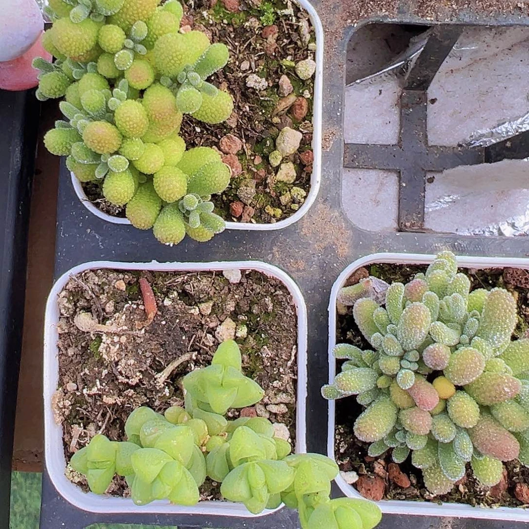 冰晶元宝翡翠19包邮多肉