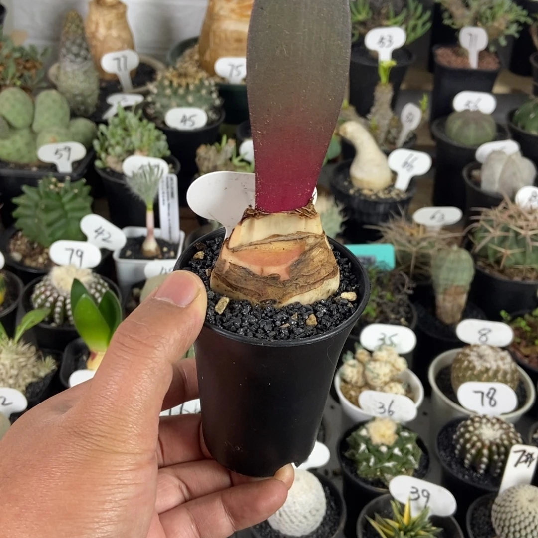 象耳雪莲一物一拍